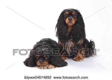Stock Image - Cavalier King Charles Spaniel, bitches, black-and-tan, sitting and lying, white background. Fotosearch