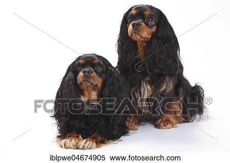 Cavalier King Charles Spaniel, bitches, black-and-tan, sitting and lying, white background View Large Photo Image Stock Photography - Cavalier King Charles Spaniel, bitches, black-and-tan, sitting and lying, white background. Fotosearch