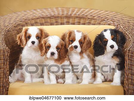 Cavalier King Charles Spaniel, Blenheim white-brown and tricolour, three puppies, 10 weeks, sitting in wicker chair View Large Photo Image Stock Image - Cavalier King Charles Spaniel, Blenheim white-brown and tricolour, three puppies, 10 weeks, sitting in wicker chair. Fotosearch
