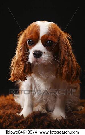 Picture - Cavalier King Charles Spaniel, female, 9 months, sitting. Fotosearch