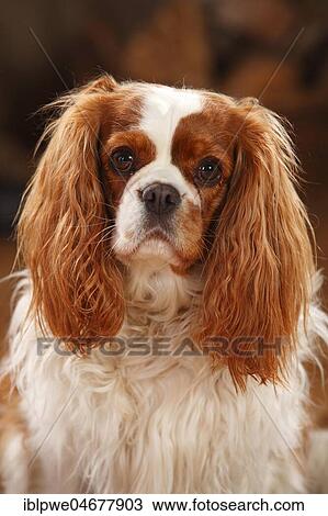 Stock Image - Cavalier King Charles Spaniel, female, Blenheim white-brown, animal portrait. Fotosearch