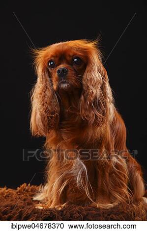 Stock Image - Cavalier King Charles Spaniel, female, ruby, 2 years, sitting. Fotosearch