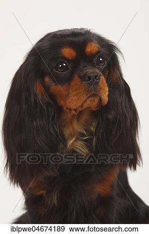Cavalier King Charles Spaniel, female, black-and-tan, animal portrait View Large Photo Image Stock Photo - Cavalier King Charles Spaniel, female, black-and-tan, animal portrait. Fotosearch