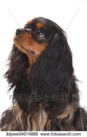 Cavalier King Charles Spaniel, female, black-and-tan, animal portrait, white background View Large Photo Image Stock Photo - Cavalier King Charles Spaniel, female, black-and-tan, animal portrait, white background. Fotosearch