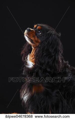 Cavalier King Charles Spaniel, female, black-and-tan, 6 years, side, animal portrait View Large Photo Image Stock Photo - Cavalier King Charles Spaniel, female, black-and-tan, 6 years, side, animal portrait. Fotosearch