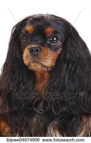 Cavalier King Charles Spaniel, female, black-and-tan, animal portrait, white background View Large Photo Image Stock Photograph - Cavalier King Charles Spaniel, female, black-and-tan, animal portrait, white background. Fotosearch