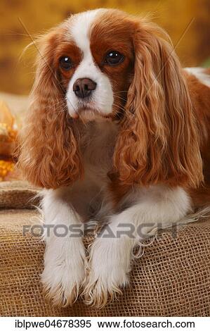 Stock Photography - Cavalier King Charles Spaniel, female, lying, animal portrait. Fotosearch