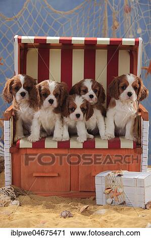 Stock Image - Cavalier King Charles Spaniel, five puppies, Blenheim, white-brown, 9 weeks, sitting in beach chair. Fotosearch