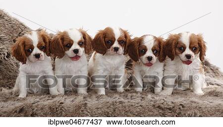 Cavalier King Charles Spaniel, five puppies, Blenheim, 10 weeks, sitting next to each other on coat View Large Photo Image Stock Photo - Cavalier King Charles Spaniel, five puppies, Blenheim, 10 weeks, sitting next to each other on coat. Fotosearch