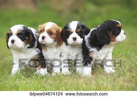 Picture - Cavalier King Charles Spaniel, four puppies standing in meadow, tricolour, 5 weeks. Fotosearch
