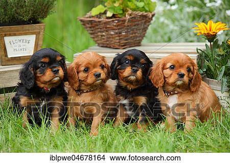 Cavalier King Charles Spaniel, four puppies, black-and-tan and ruby, 6 weeks, sitting next to each other in the grass in front of flowers and wooden box View Large Photo Image Picture - Cavalier King Charles Spaniel, four puppies, black-and-tan and ruby, 6 weeks, sitting next to each other in the grass in front of flowers and wooden box. Fotosearch