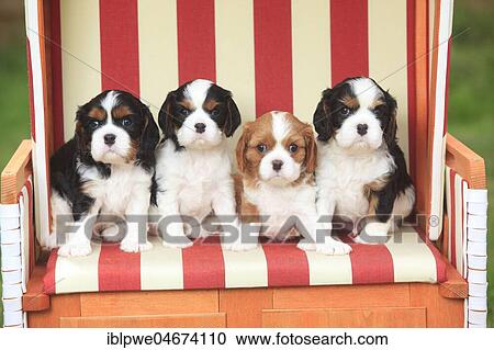 Stock Image - Cavalier King Charles Spaniel, four puppies, tricolour, 5 weeks, sitting in beach chair. Fotosearch