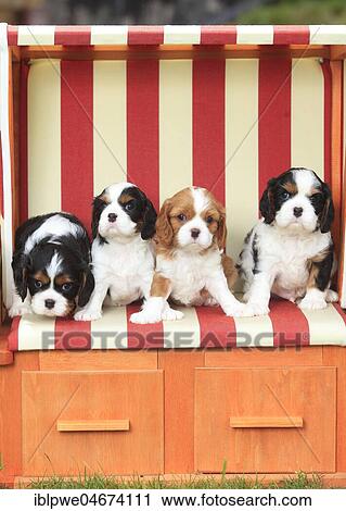Cavalier King Charles Spaniel, four puppies, tricolour, 5 weeks, sitting in beach chair View Large Photo Image Stock Image - Cavalier King Charles Spaniel, four puppies, tricolour, 5 weeks, sitting in beach chair. Fotosearch