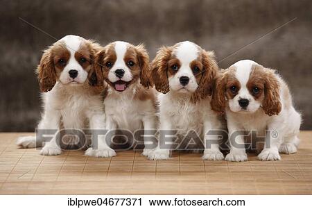 Cavalier King Charles Spaniel, four puppies, Blenheim white-brown, 10 weeks, sitting next to each other in a row View Large Photo Image Stock Image - Cavalier King Charles Spaniel, four puppies, Blenheim white-brown, 10 weeks, sitting next to each other in a row. Fotosearch