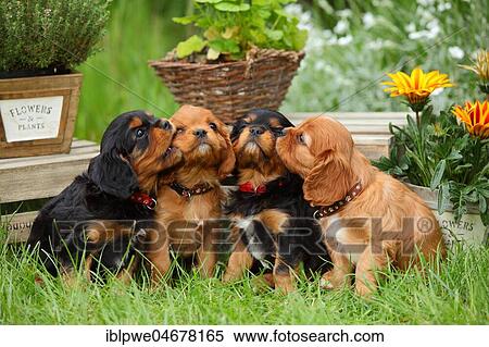 Cavalier King Charles Spaniel, four puppies, black-and-tan and ruby, 6 weeks, sitting next to each other in the grass and sniffing each other View Large Photo Image Stock Photography - Cavalier King Charles Spaniel, four puppies, black-and-tan and ruby, 6 weeks, sitting next to each other in the grass and sniffing each other. Fotosearch