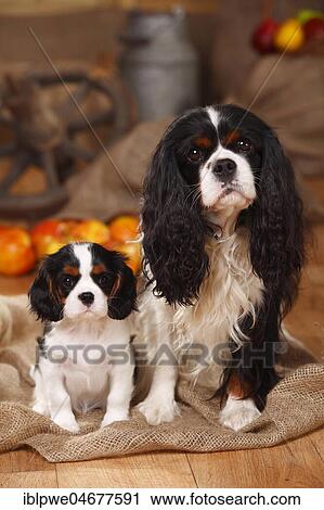 Cavalier King Charles Spaniel, male, 4 years, with puppy, tricolour, 9 weeks View Large Photo Image Stock Image - Cavalier King Charles Spaniel, male, 4 years, with puppy, tricolour, 9 weeks. Fotosearch