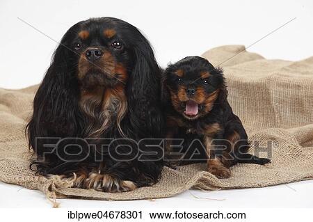 Cavalier King Charles Spaniel, male and puppy lying close together, black-and-tan, 6 weeks View Large Photo Image Stock Image - Cavalier King Charles Spaniel, male and puppy lying close together, black-and-tan, 6 weeks. Fotosearch