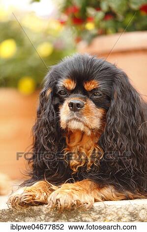 Stock Image - Cavalier King Charles Spaniel, male, black-and-tan, lying, animal portrait. Fotosearch