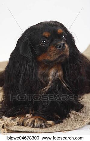 Cavalier King Charles Spaniel, male, black-and-tan, 3 years View Large Photo Image Stock Image - Cavalier King Charles Spaniel, male, black-and-tan, 3 years. Fotosearch