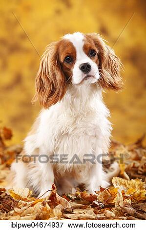 Cavalier King Charles Spaniel, male, Blenheim, white-brown, 10 months, young dog, young male, sitting in autumn leaves View Large Photo Image Stock Photo - Cavalier King Charles Spaniel, male, Blenheim, white-brown, 10 months, young dog, young male, sitting in autumn leaves. Fotosearch