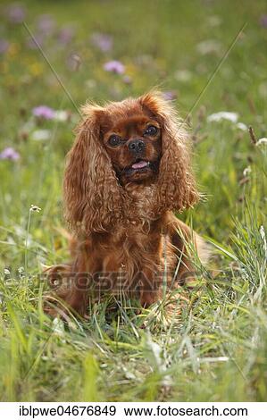 Cavalier-King-Charles-Spaniel, male, ruby, sitting in meadow View Large Photo Image Stock Photo - Cavalier-King-Charles-Spaniel, male, ruby, sitting in meadow. Fotosearch