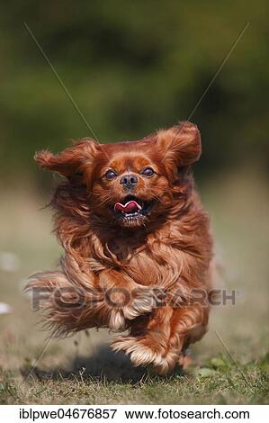 Cavalier-King-Charles-Spaniel, male, ruby, running View Large Photo Image Stock Photo - Cavalier-King-Charles-Spaniel, male, ruby, running. Fotosearch