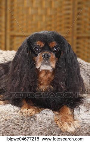 Cavalier King Charles Spaniel, male, black-and-tan, lying on coat, animal portrait View Large Photo Image Stock Photo - Cavalier King Charles Spaniel, male, black-and-tan, lying on coat, animal portrait. Fotosearch