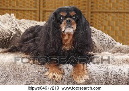 Cavalier King Charles Spaniel, male, black-and-tan, lying on coat View Large Photo Image Stock Photo - Cavalier King Charles Spaniel, male, black-and-tan, lying on coat. Fotosearch