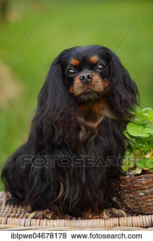 Cavalier King Charles Spaniel, male, black-and-tan, animal portrait View Large Photo Image Stock Photo - Cavalier King Charles Spaniel, male, black-and-tan, animal portrait. Fotosearch