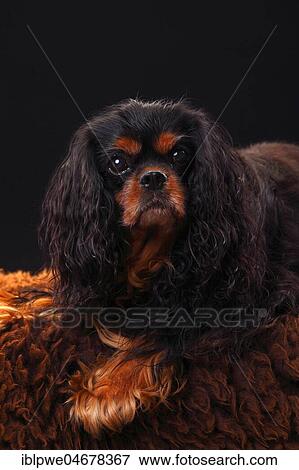 Cavalier King Charles Spaniel, male, black-and-tan, 11 years, old dog, animal portrait View Large Photo Image Stock Photo - Cavalier King Charles Spaniel, male, black-and-tan, 11 years, old dog, animal portrait. Fotosearch