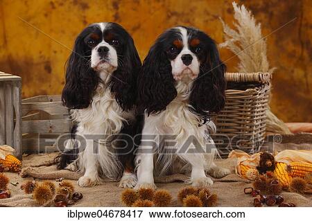 Cavalier King Charles Spaniel, male, tricolour, 5 years and 1 year, autumnal decorated View Large Photo Image Stock Photo - Cavalier King Charles Spaniel, male, tricolour, 5 years and 1 year, autumnal decorated. Fotosearch