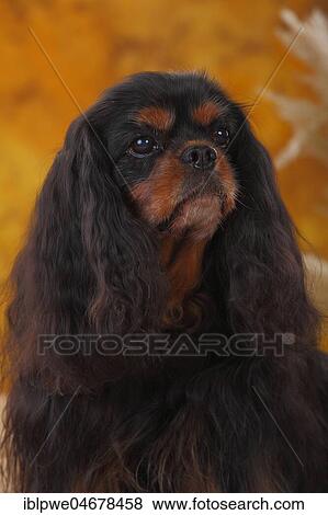 Cavalier King Charles Spaniel, male, black-and-tan, 12 years, animal portrait View Large Photo Image Stock Photo - Cavalier King Charles Spaniel, male, black-and-tan, 12 years, animal portrait. Fotosearch