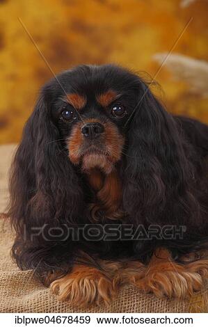 Cavalier King Charles Spaniel, male, black-and-tan, 12 years, lying, animal portrait View Large Photo Image Stock Photo - Cavalier King Charles Spaniel, male, black-and-tan, 12 years, lying, animal portrait. Fotosearch
