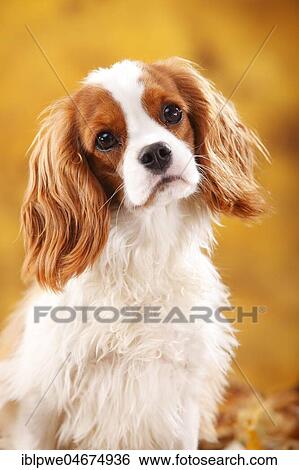 Stock Photograph - Cavalier King Charles Spaniel, male, Blenheim, white-brown, 10 months, young dog, young male, autumn leaves. Fotosearch
