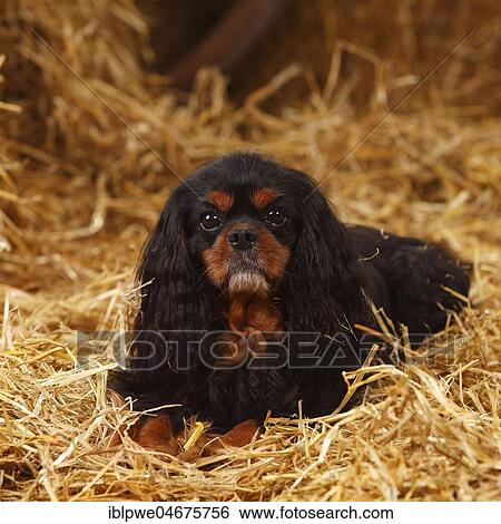 Stock Photograph - Cavalier King Charles Spaniel, male, black-and-tan, 9 years, lying on straw. Fotosearch