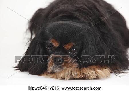 Cavalier King Charles Spaniel, male, black-and-tan, 10 years old, old dog, lying, animal portrait View Large Photo Image Stock Photograph - Cavalier King Charles Spaniel, male, black-and-tan, 10 years old, old dog, lying, animal portrait. Fotosearch