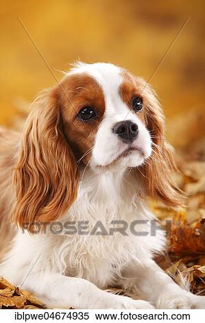 Cavalier King Charles Spaniel, male, Blenheim, white-brown, 10 months, young dog, young male, sits in autumn leaves View Large Photo Image Stock Photography - Cavalier King Charles Spaniel, male, Blenheim, white-brown, 10 months, young dog, young male, sits in autumn leaves. Fotosearch