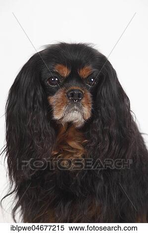 Stock Photography - Cavalier King Charles Spaniel, male, black-and-tan, 10 years old, old dog, animal portrait. Fotosearch