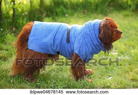 Cavalier King Charles Spaniel, male, ruby, with bathrobe, Texel, Netherlands View Large Photo Image Stock Photography - Cavalier King Charles Spaniel, male, ruby, with bathrobe, Texel, Netherlands. Fotosearch