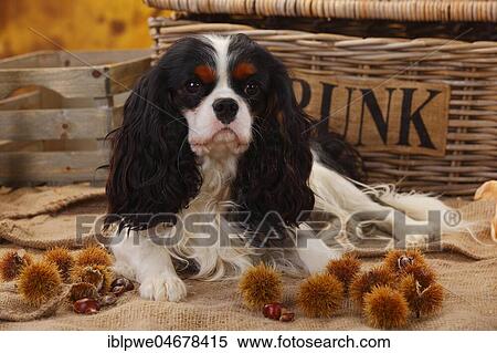 Cavalier King Charles Spaniel, male, tricolour, 1 year, horizontal, animal portrait, autumnal decorated View Large Photo Image Stock Photography - Cavalier King Charles Spaniel, male, tricolour, 1 year, horizontal, animal portrait, autumnal decorated. Fotosearch