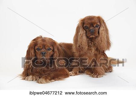 Cavalier King Charles Spaniel, males, rubytwo males, ruby, sitting View Large Photo Image Stock Image - Cavalier King Charles Spaniel, males, rubytwo males, ruby, sitting. Fotosearch