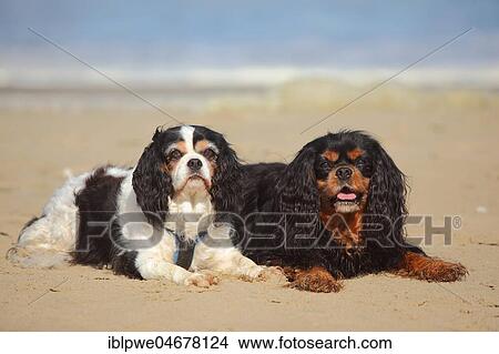 Cavalier King Charles Spaniel, pair, black-and-tan and tricolour, 11 years old, lying on a sandy beach, Netherlands View Large Photo Image Picture - Cavalier King Charles Spaniel, pair, black-and-tan and tricolour, 11 years old, lying on a sandy beach, Netherlands. Fotosearch
