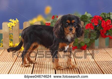 Cavalier King Charles Spaniel, black-and-tan, female, 6 months, young dog, flowers in the background View Large Photo Image Picture - Cavalier King Charles Spaniel, black-and-tan, female, 6 months, young dog, flowers in the background. Fotosearch