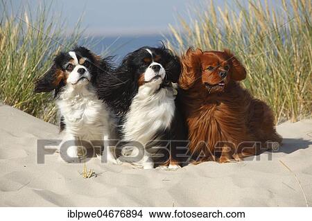 Cavalier King Charles Spaniel, tricolour and ruby, three dogs sitting in sand dunes, Texel, Netherlands View Large Photo Image Picture - Cavalier King Charles Spaniel, tricolour and ruby, three dogs sitting in sand dunes, Texel, Netherlands. Fotosearch