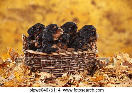Picture - Cavalier King Charles Spaniel, puppies, black-and-tan, 5 weeks, sitting densely packed in basket in autumn leaves. Fotosearch