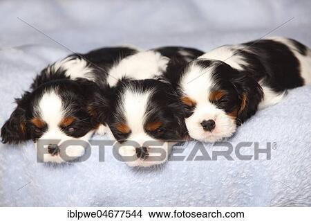 Picture - Cavalier King Charles Spaniel, puppies, tricolour, 6 weeks, sleeping side by side on blanket. Fotosearch