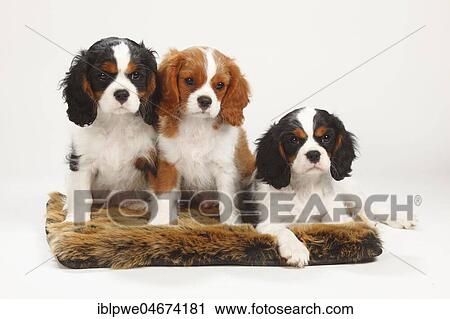 Stock Image - Cavalier King Charles Spaniel, puppies, 10 weeks, tricolour and Blenheim, white-brown on pillow. Fotosearch