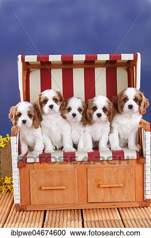 Stock Image - Cavalier King Charles Spaniel, puppies, Blenheim, white-brown, 8 weeks, in red-white striped wicker beach chair. Fotosearch