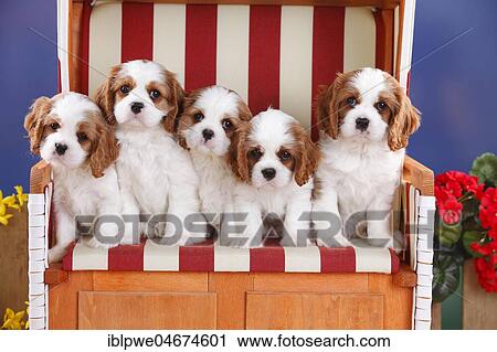 Cavalier King Charles Spaniel, puppies, Blenheim, white-brown, 8 weeks, in red-white striped wicker beach chair View Large Photo Image Stock Image - Cavalier King Charles Spaniel, puppies, Blenheim, white-brown, 8 weeks, in red-white striped wicker beach chair. Fotosearch