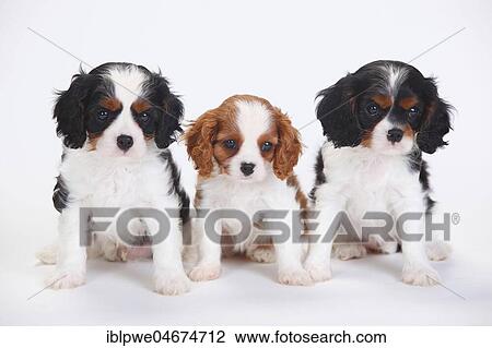 Cavalier King Charles Spaniel, puppies, tricolour and Blenheim, white-brown, sitting next to each other, white background View Large Photo Image Stock Image - Cavalier King Charles Spaniel, puppies, tricolour and Blenheim, white-brown, sitting next to each other, white background. Fotosearch